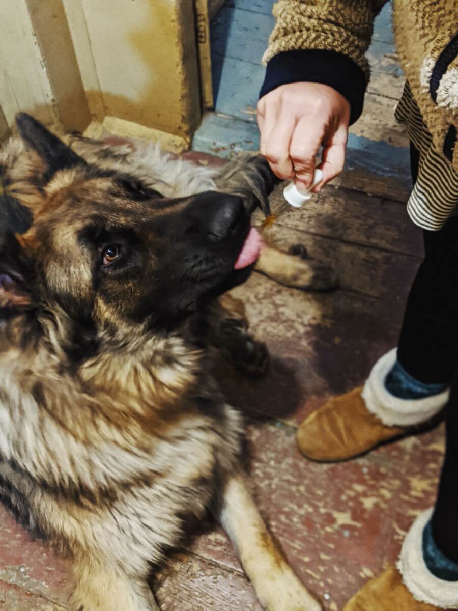 Giving a dog CBD hemp extract
