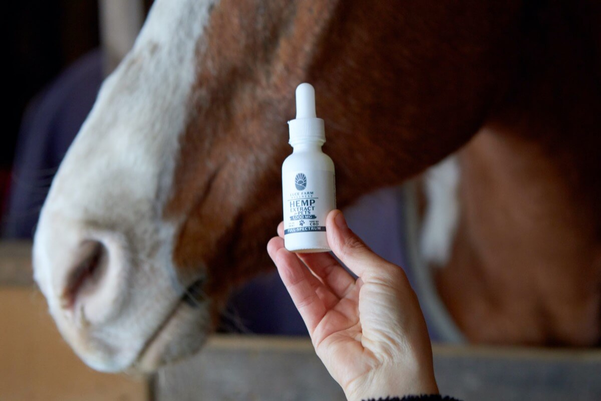 Horse and CBD hemp extract at Luce Farm