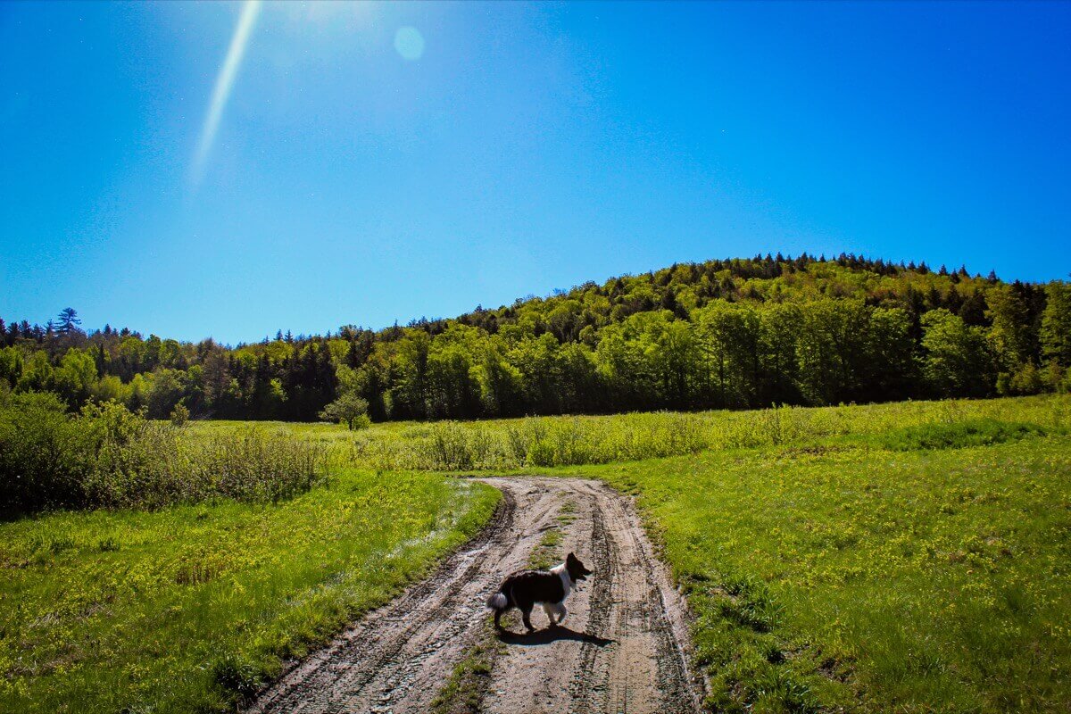 Dogs at the farm