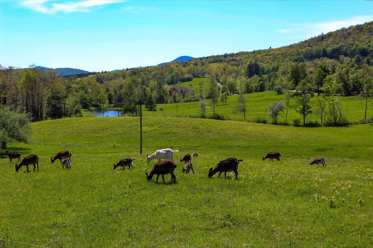 goats at the farm 