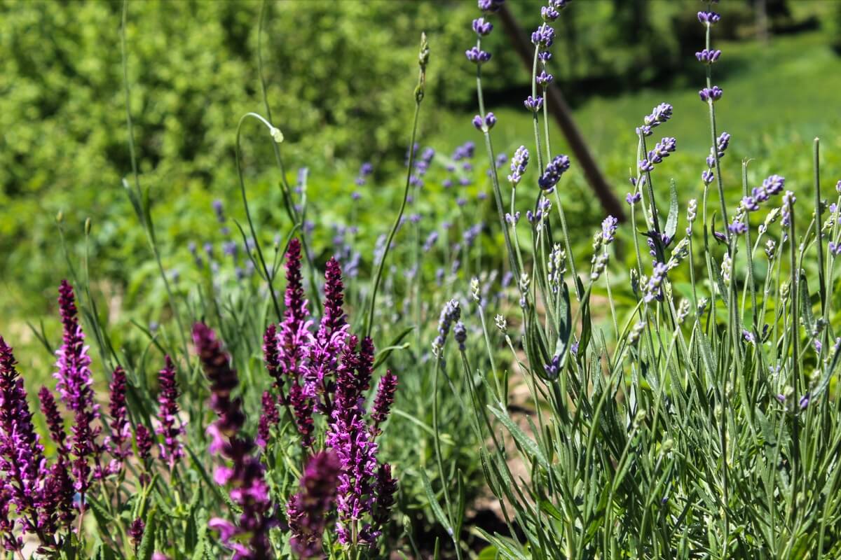 colorful plants are blooming