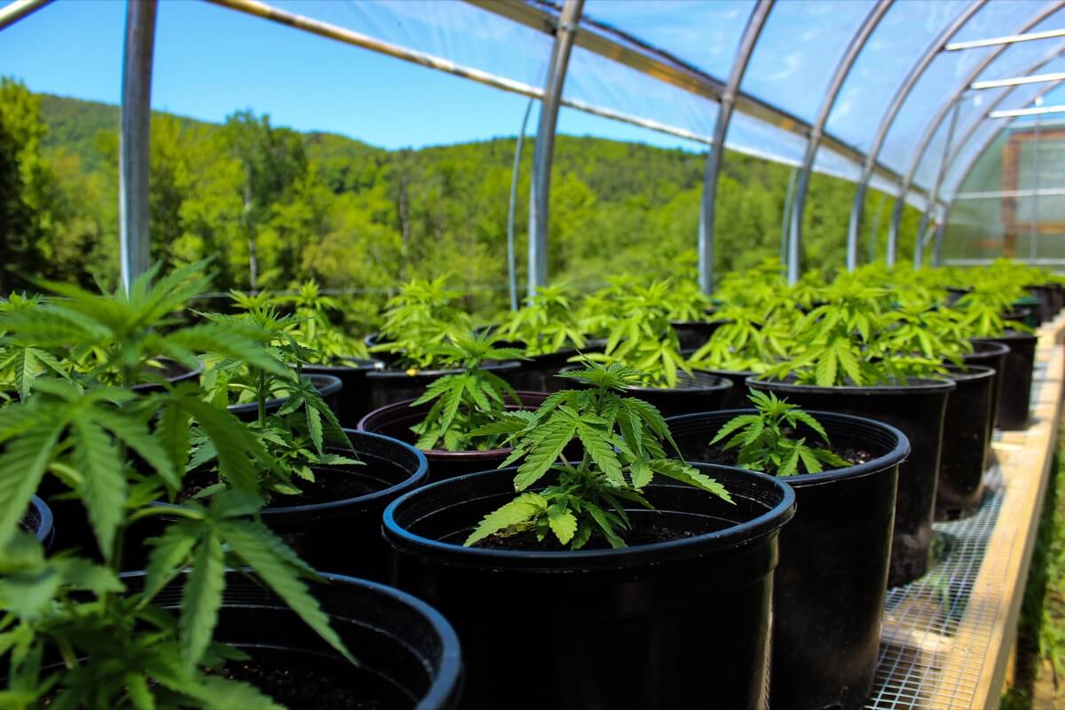 green plants at the farm