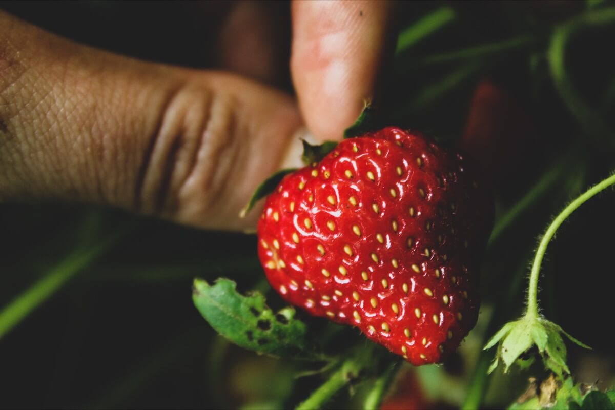 strawberry in June at Luce Farm