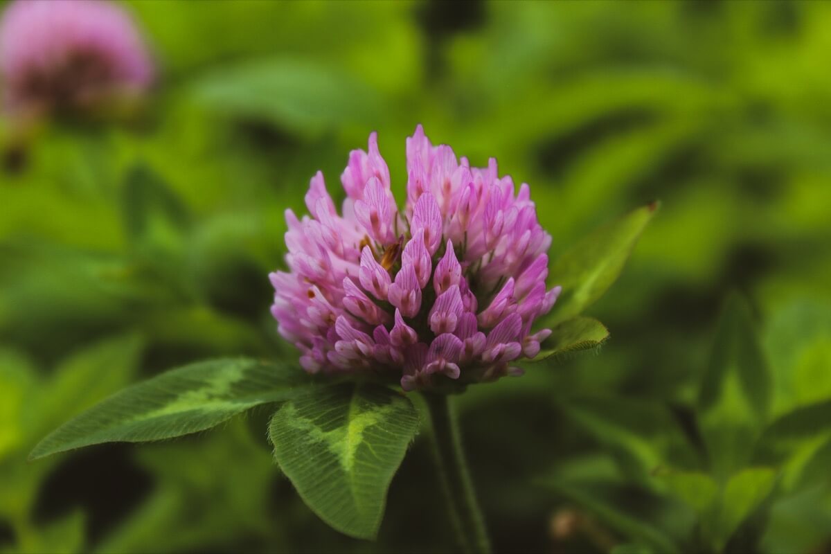 Flowers are glowing in June at Luce Farm