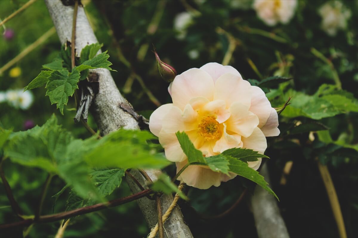 flowers are blooming at Luce farm