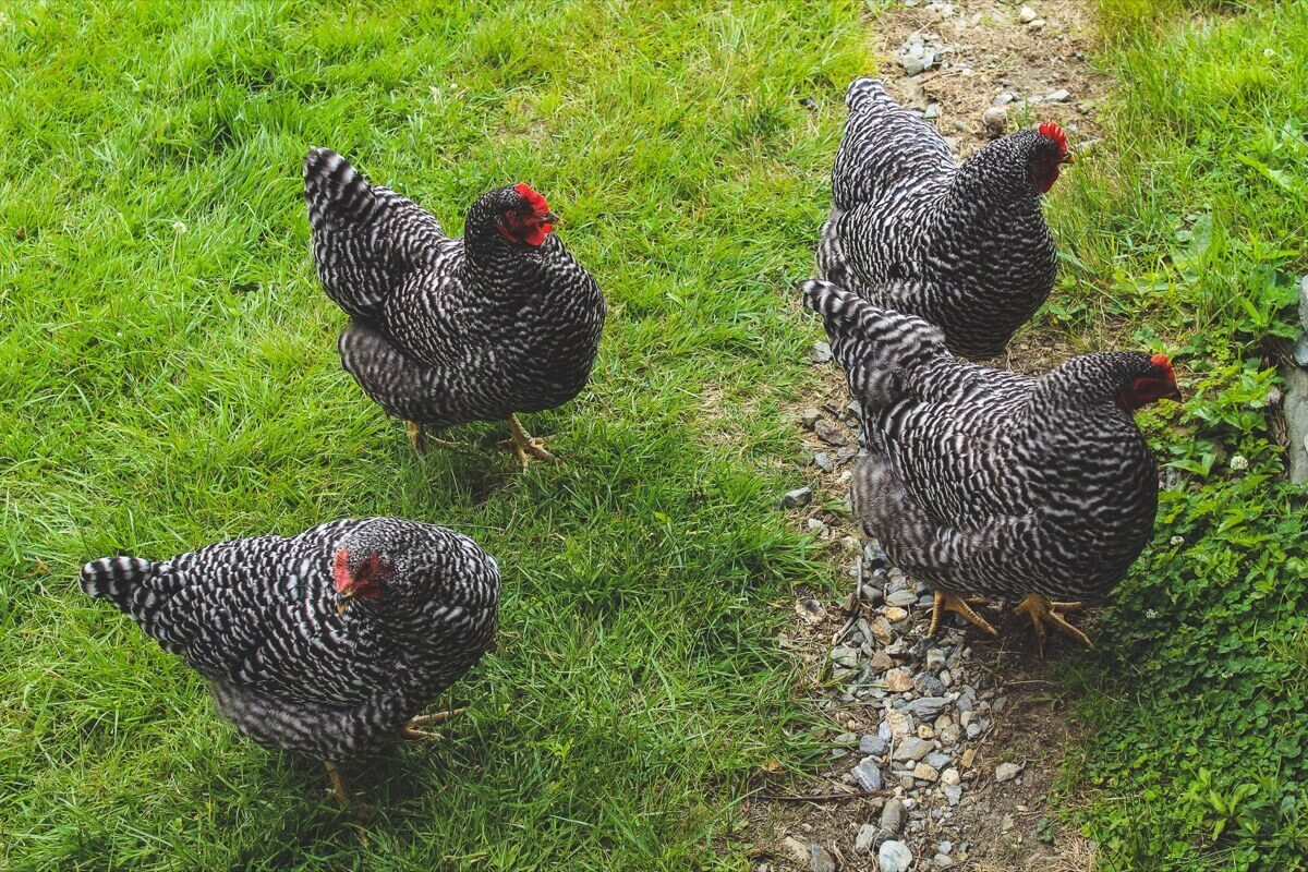 Chickens at Luce farm