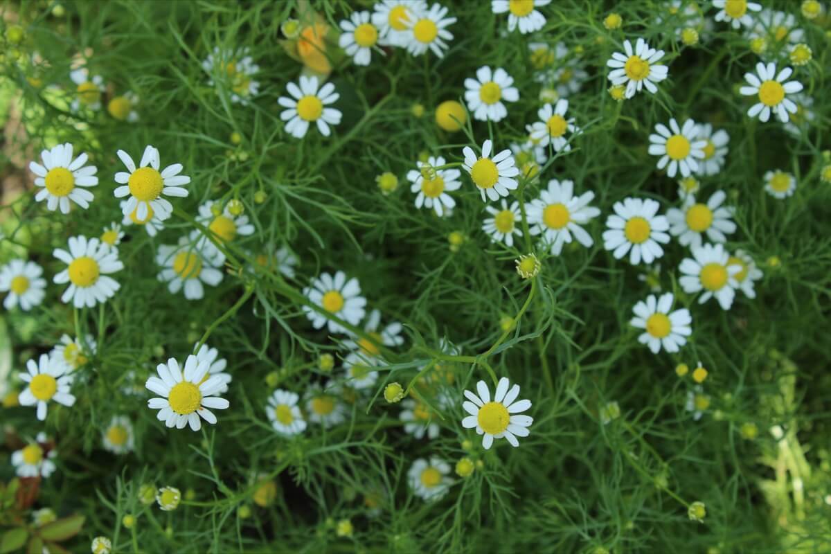 Chamomile: this gentle herb is most commonly known for it's calm and soothing purposes.