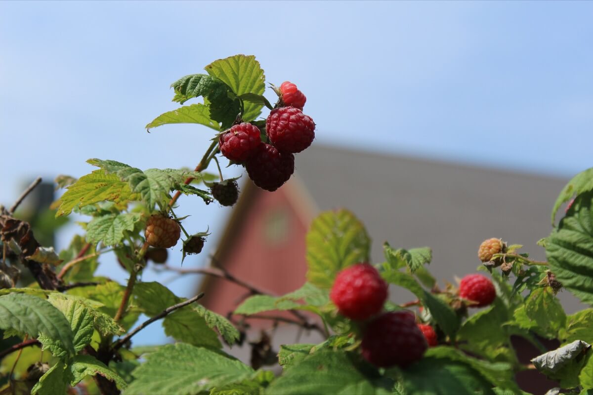 Raspberry Leaf: although the fruit is usually the star of this plant, the leaves of the raspberry bush are very high in antioxidants and can be made into a tea with a similar taste to black tea.