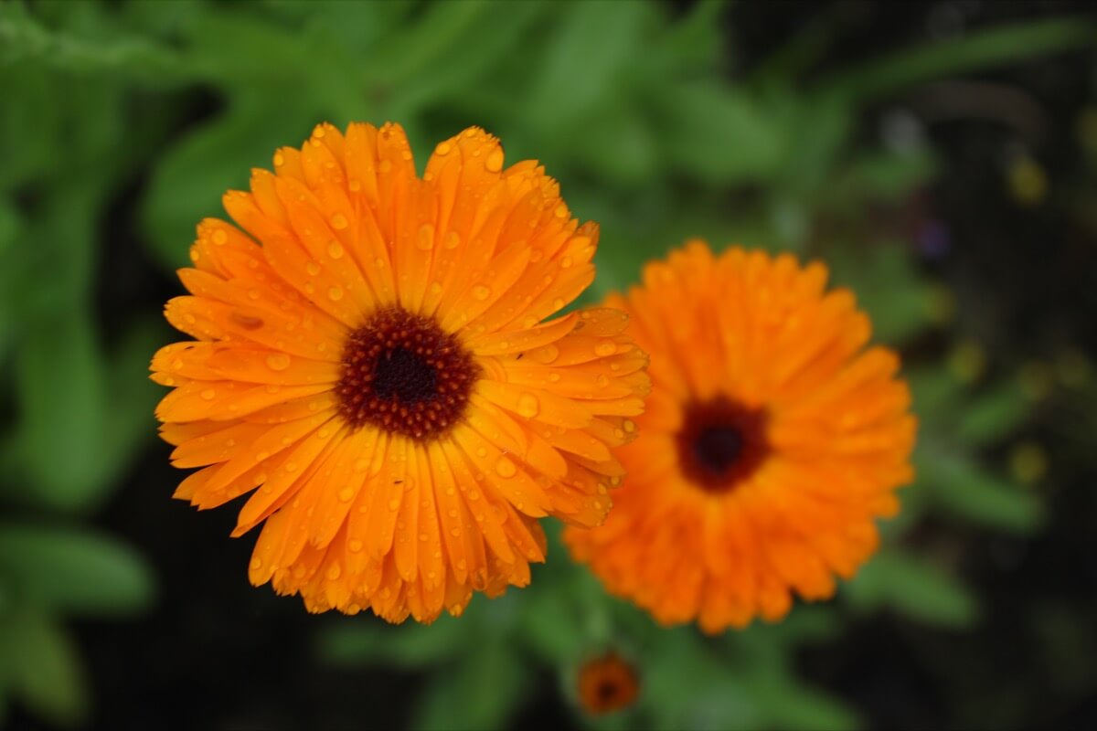Calendula: this warm colored flower has been used for centuries as an ornamental garden plant
