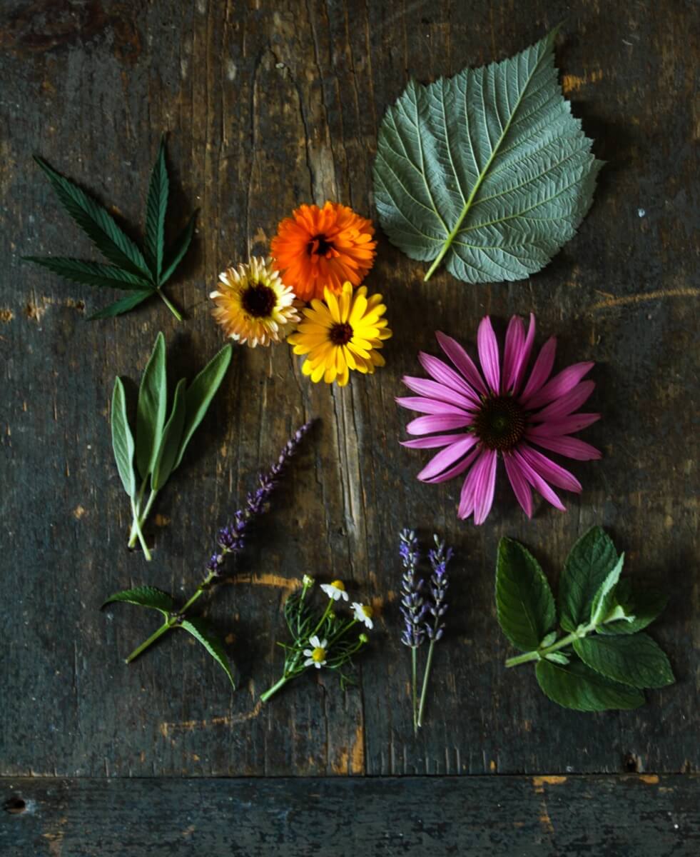 Medicinal Herbs to Grow in Your Garden
