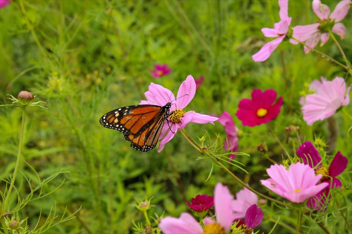 July at the farm with flowers blooming and butterflies