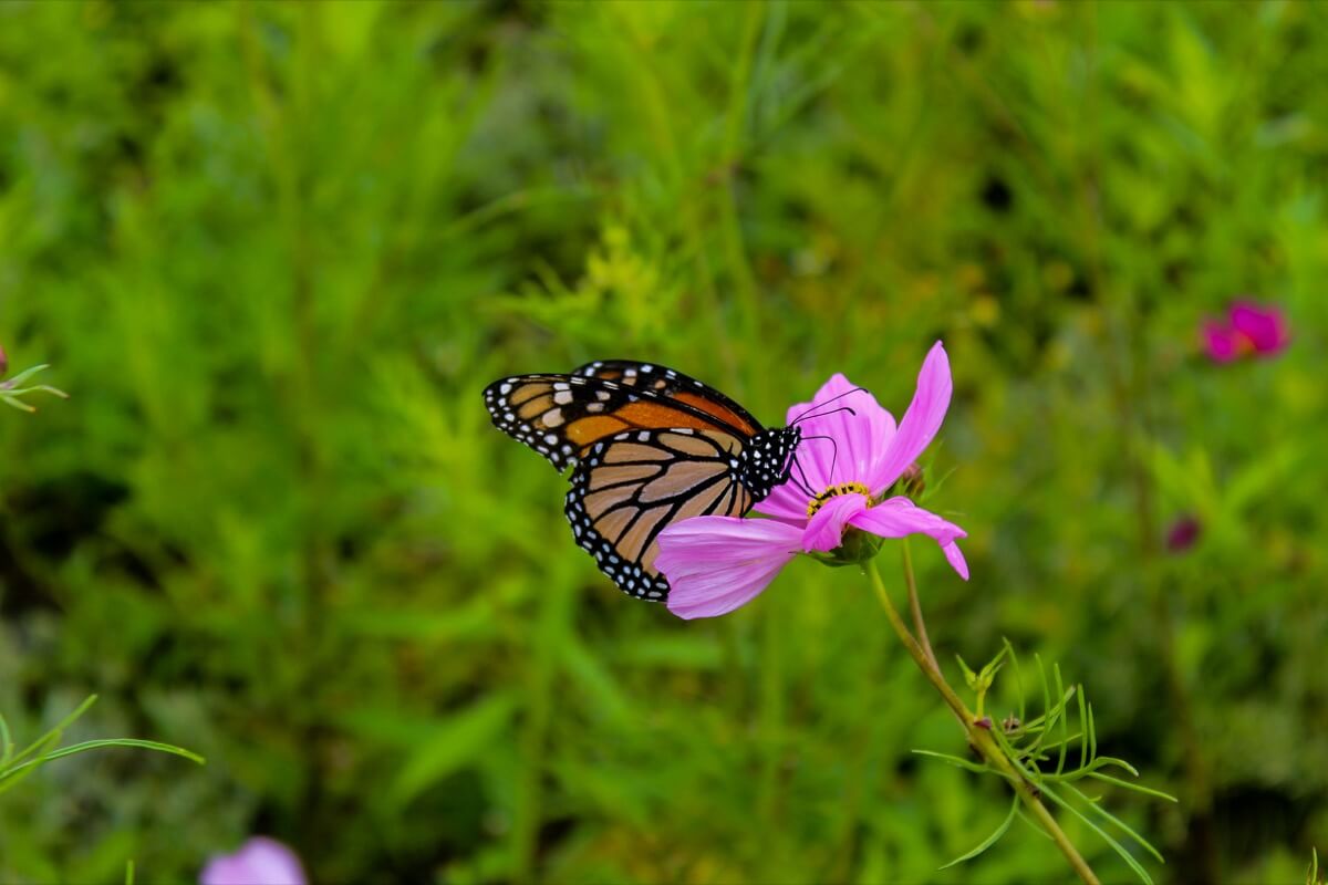 July at the farm with flowers blooming and butterflies