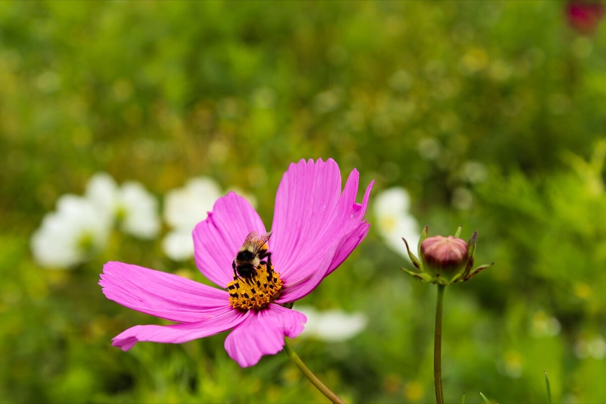 July at the farm with flowers blooming and bees