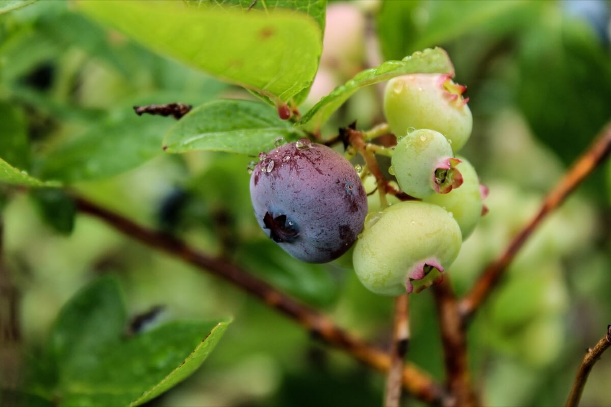 July at the farm with fruits grown