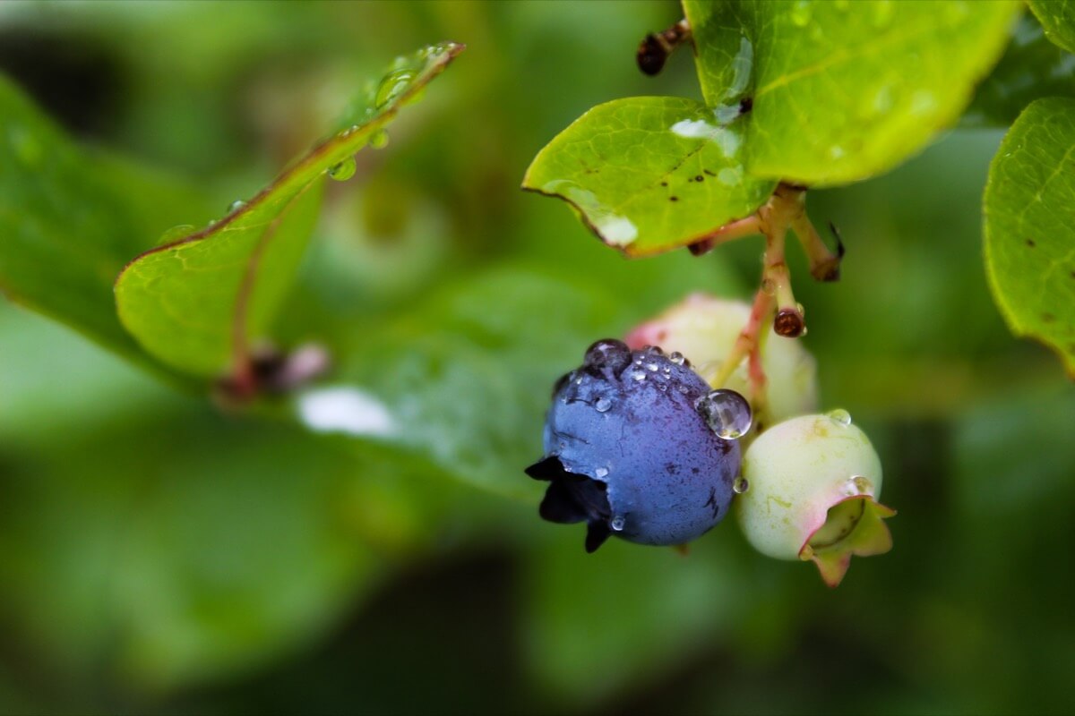 July at the farm with fruits grown