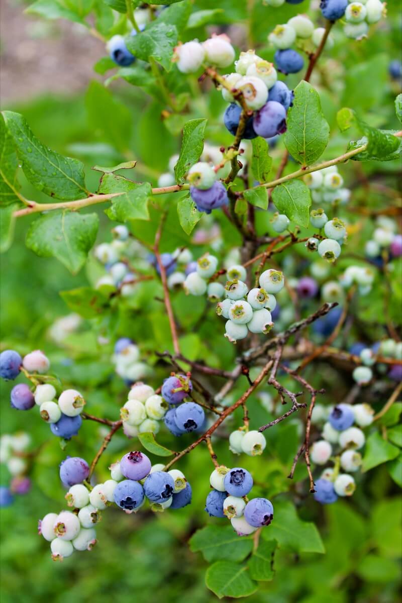 July at the farm with fruits grown