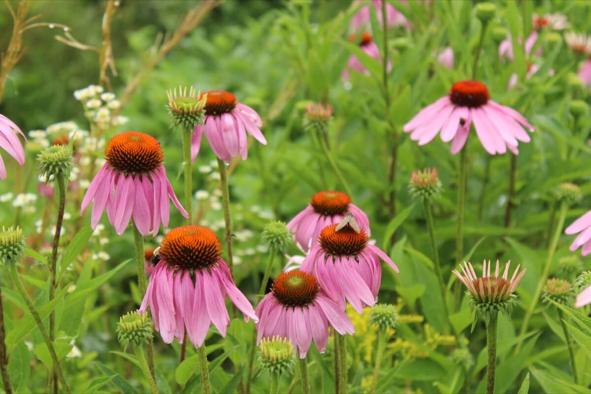 July at the farm with flowers blooming and butterflies