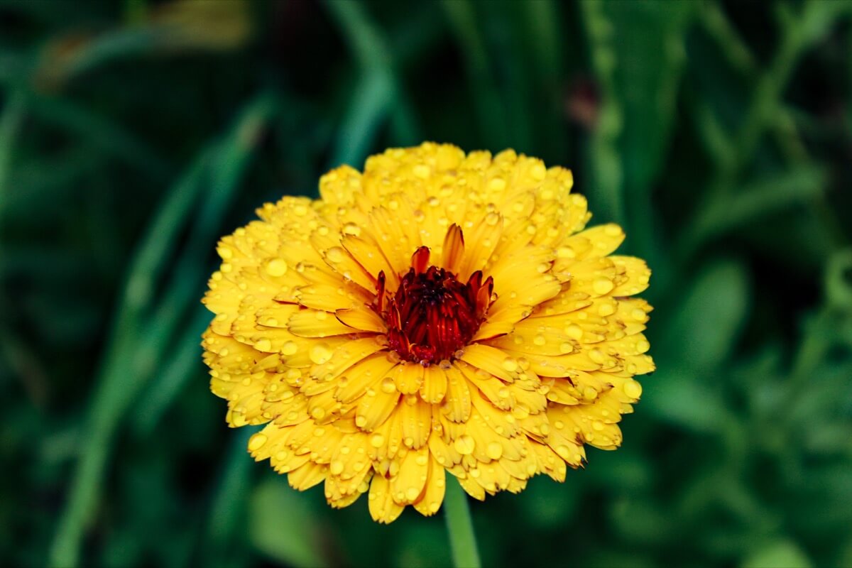 July at the farm with flowers blooming