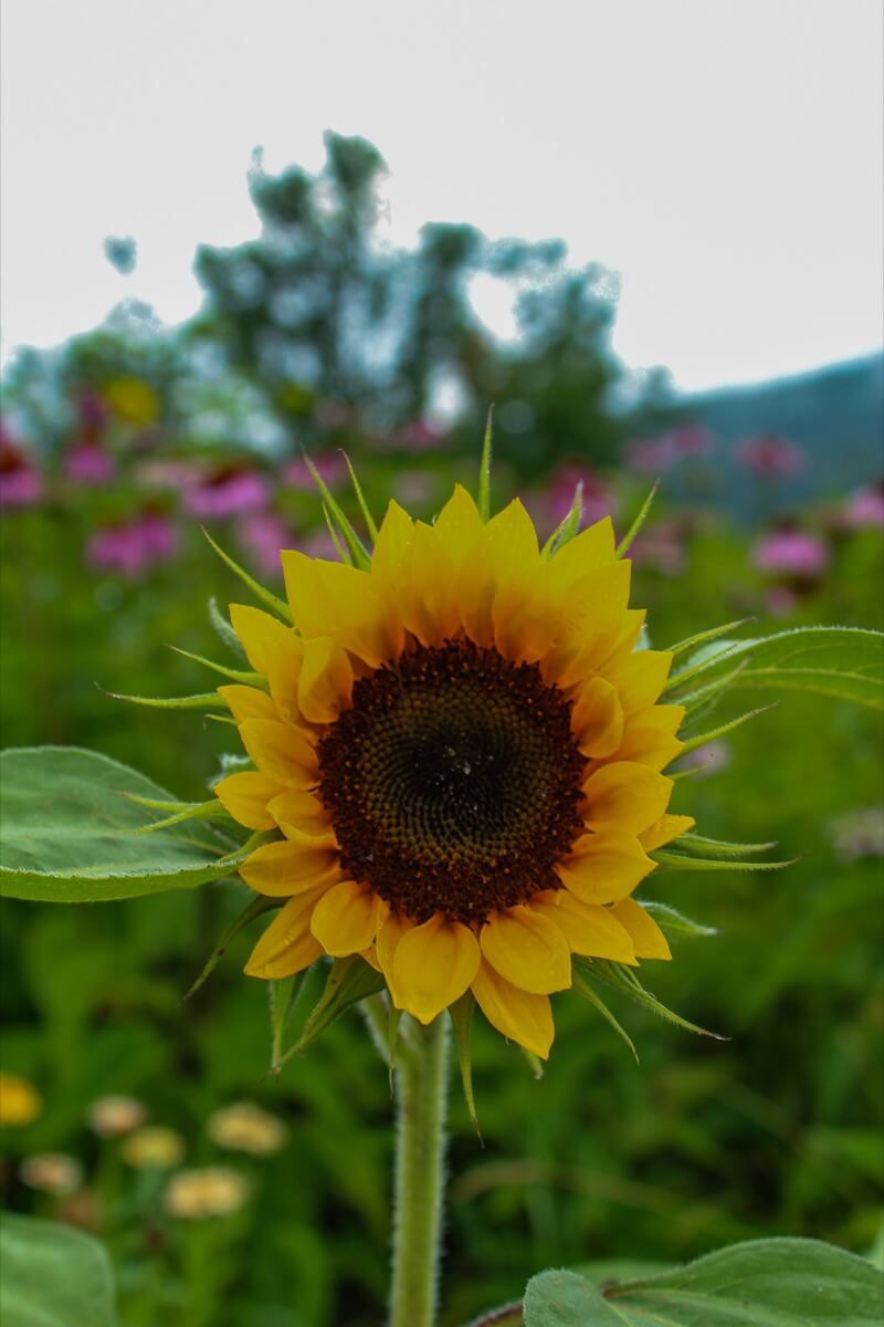 Sunflowers are glowing in Luce Farm