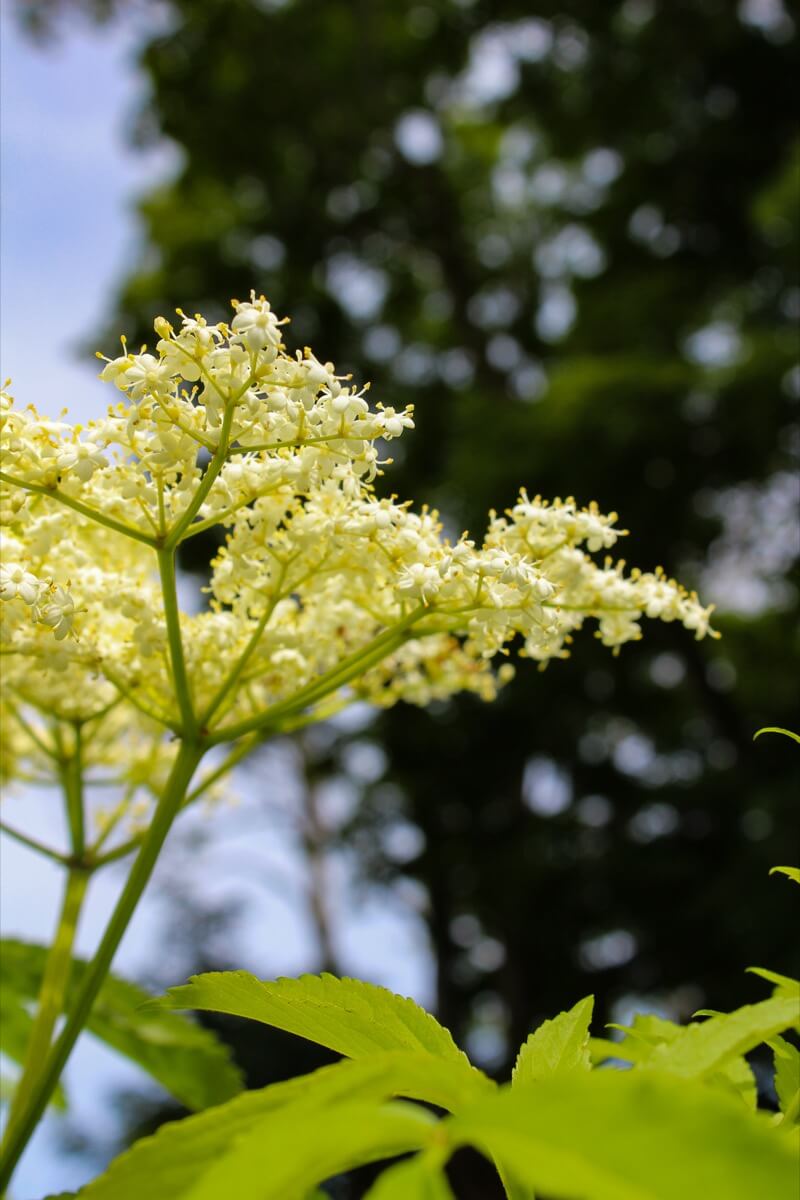 July at the farm with flowers blooming