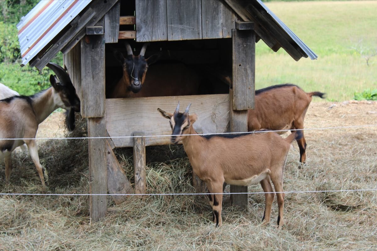 goats at Luce farm