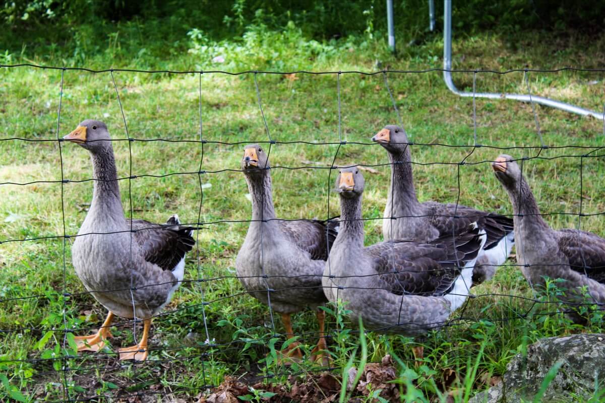 Ducks at Luce farm