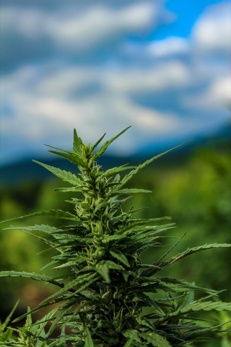 Hemp growing in a field