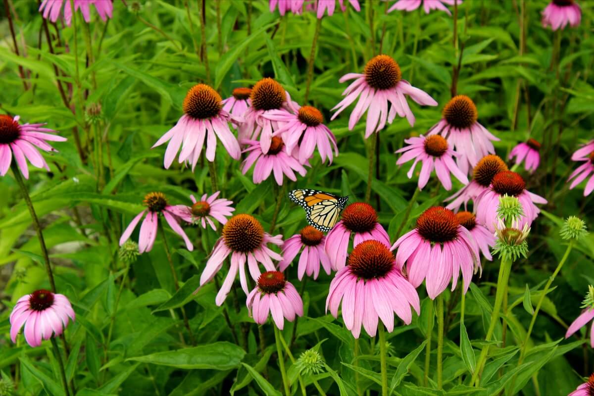 fields of wild flowers, echinacea and sunflowers in Luce farm