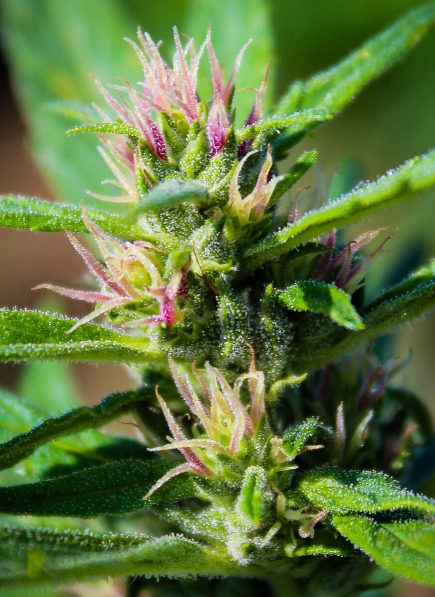 Hemp flower in bloom, August at Luce Farm