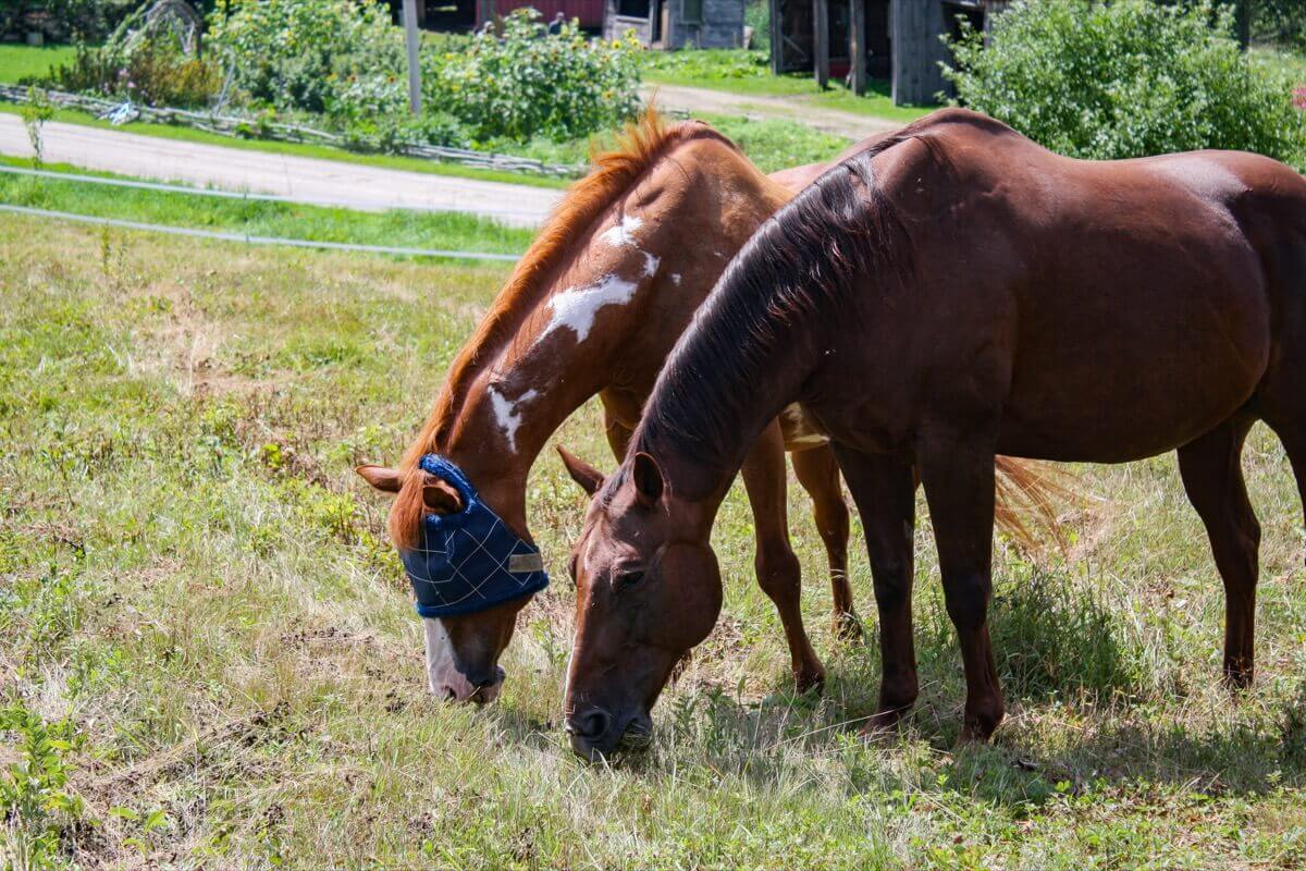 Horses at Luce Farm, Sonny & Puff! They have been getting a lot of love and attention and have been enjoying grazing on the open hill sides of Luce Farm.