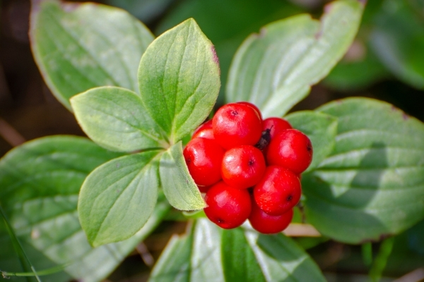 American Ginseng grows in America and is known for its moistening quality.