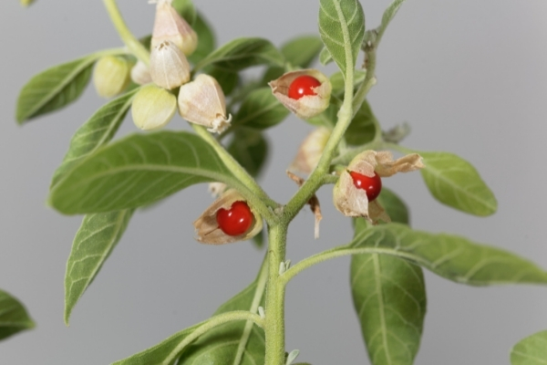 Ashwagandha is one of the best known adaptogenic herbs, help support the adrenal glands and reduce anxiety and stress by lowering cortisol levels.