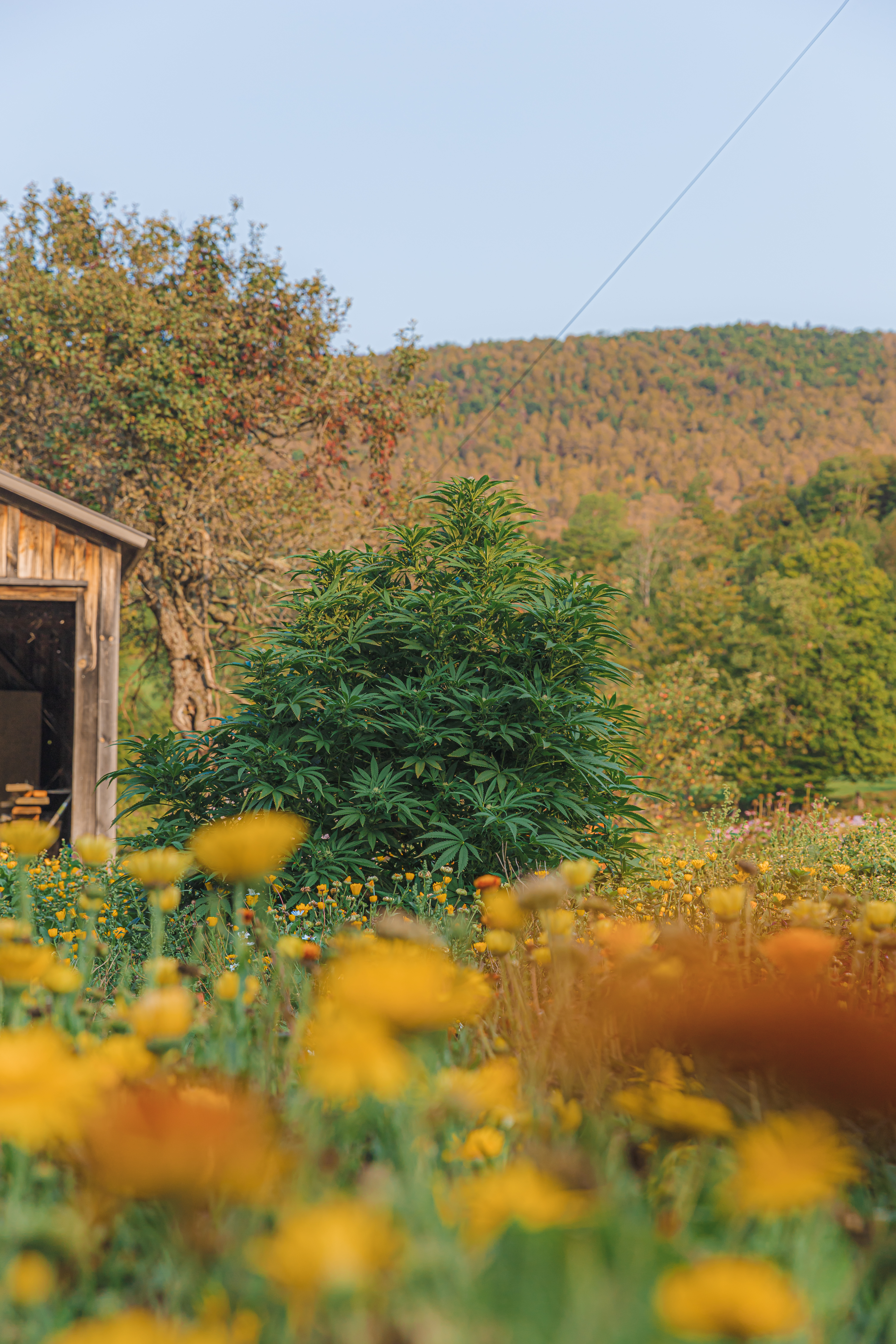 fields of wild flowers, echinacea and sunflowers in Luce farm