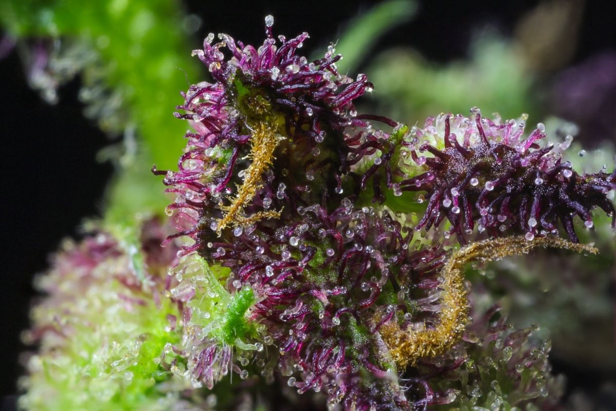 Close up view of hemp flower