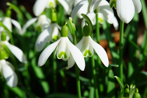 Snowdrop flowers