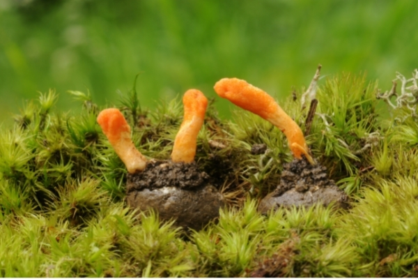 While Ashwagandha, Rhodiola and American Ginseng are roots, cordyceps is a fungus! 