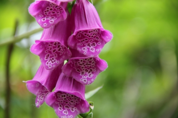 Digitalis