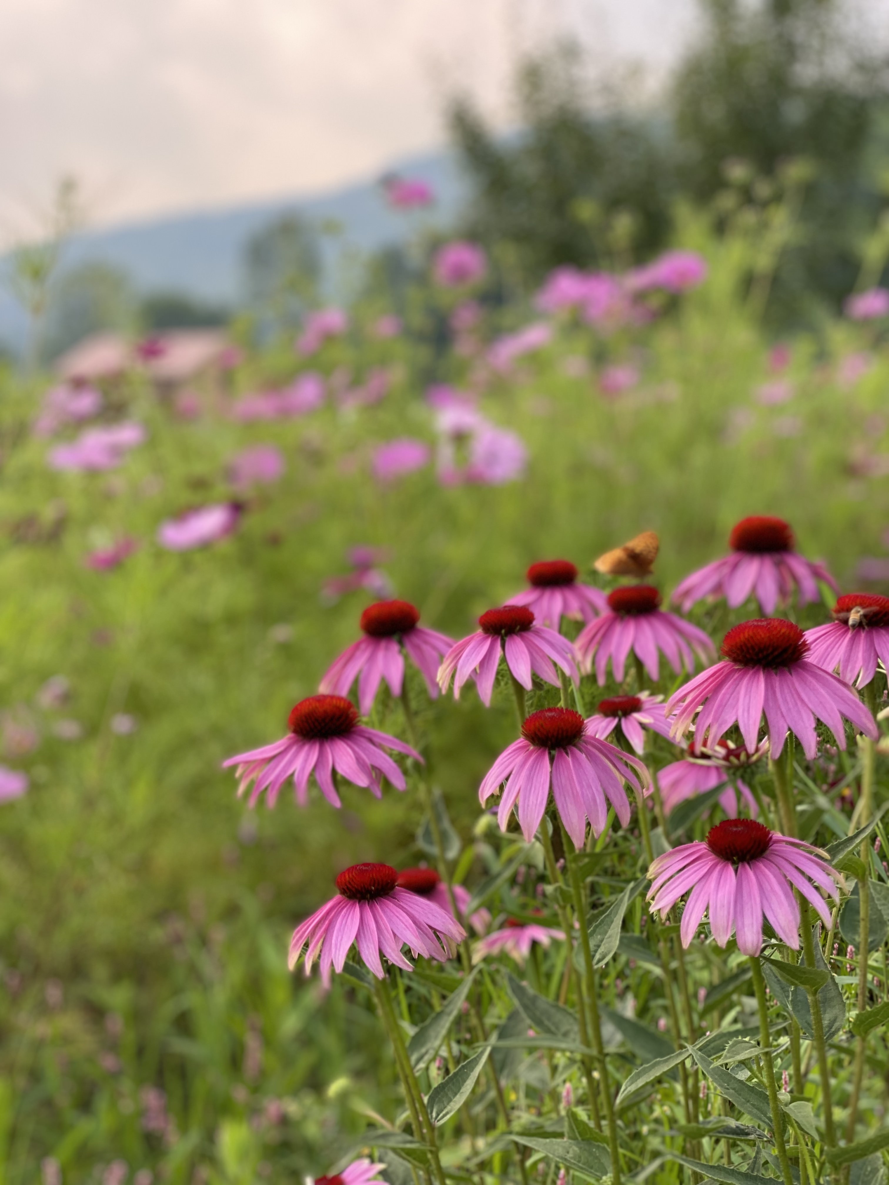 Echinacea: commonly known as the coneflower