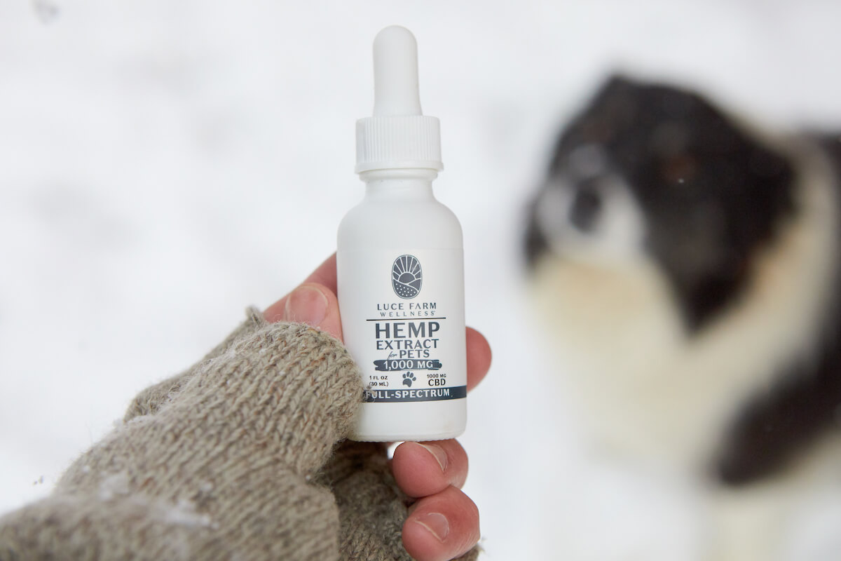 Hand holding CBD for pets bottle with dog in background