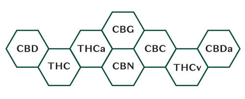 different cannabinoids in the cannabis plant