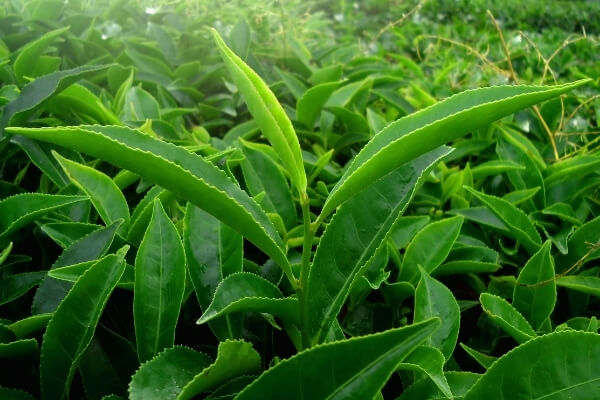 Green tea leaves