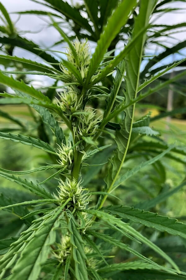 Hemp flower at Luce Farm Vermont