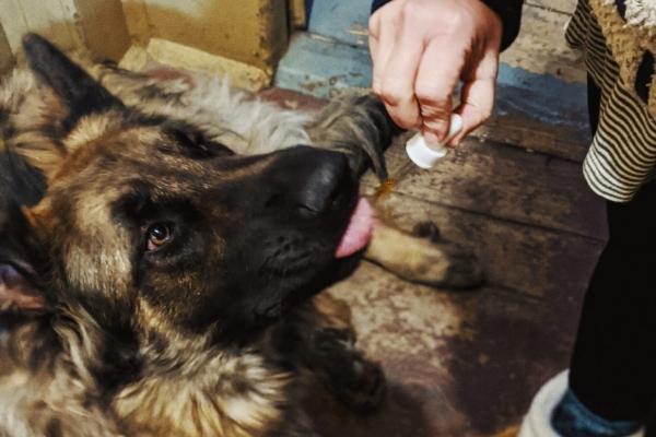 CBD for Pets, the research is even more behind. On the human side, what we know so far is CBD can be highly effective for relieving stress and anxiety, reducing inflammation and pain