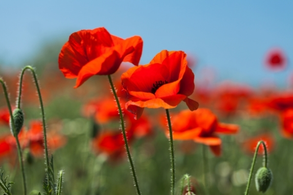 Poppy flowers