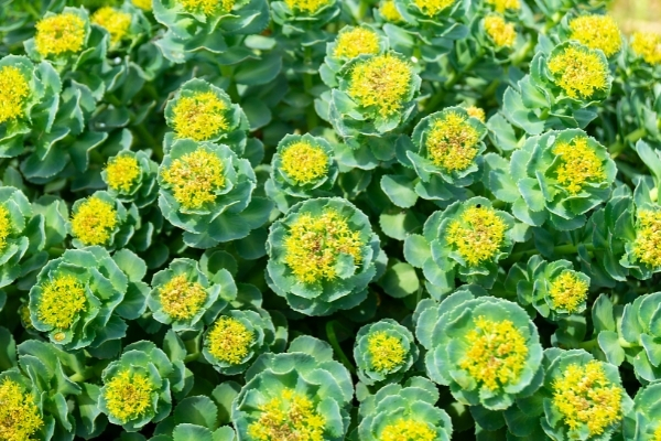 Rhodiola is a succulent with a yellow flower that grows in the snowy Arctic. because if you nick the root - which is the part of the plant prized for its healing qualities