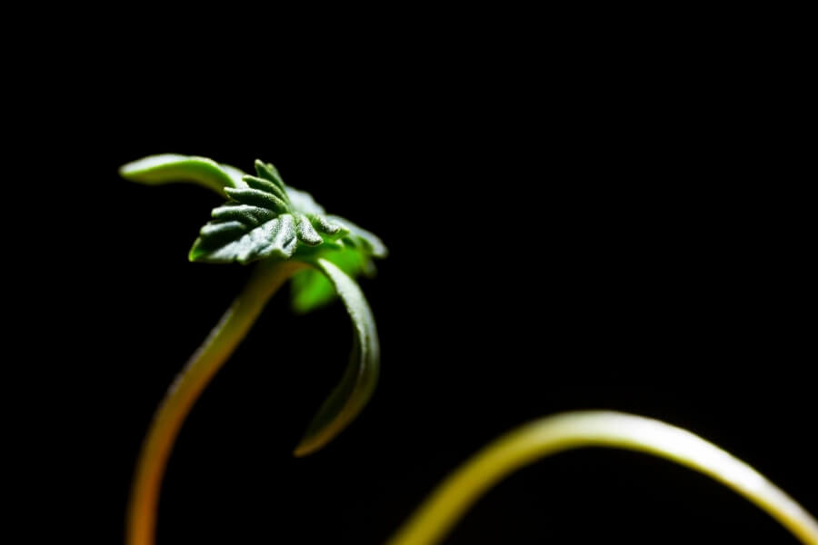 Hemp seedling growing