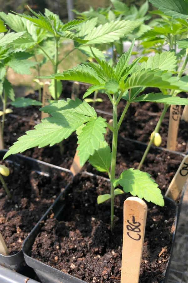 Hemp seedlings growing in pots